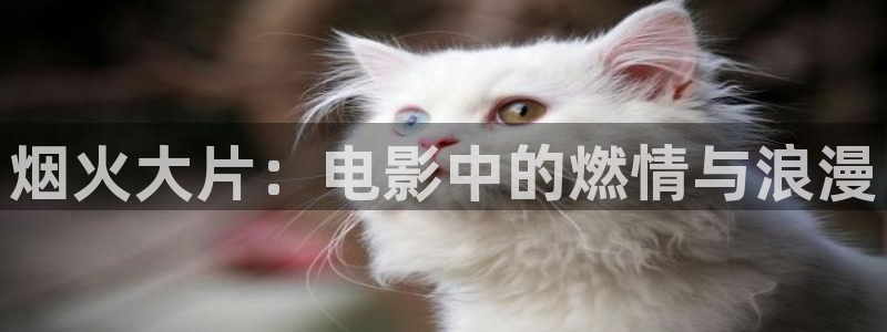 茄子视频视频