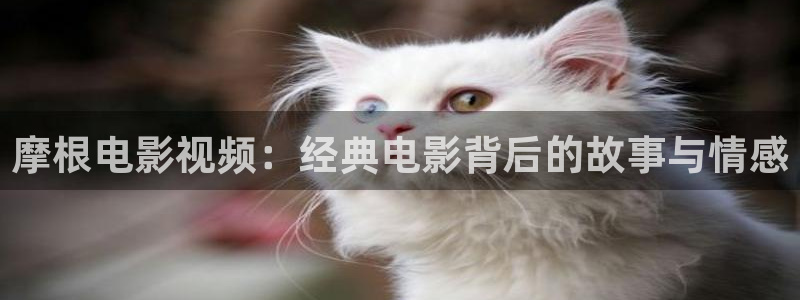 丝瓜茄子视频在线观看